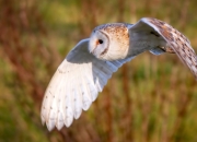 游戏试玩模拟器-北京队对阵国王，欧文打出统治级数据，一场跨越想象的篮球盛宴