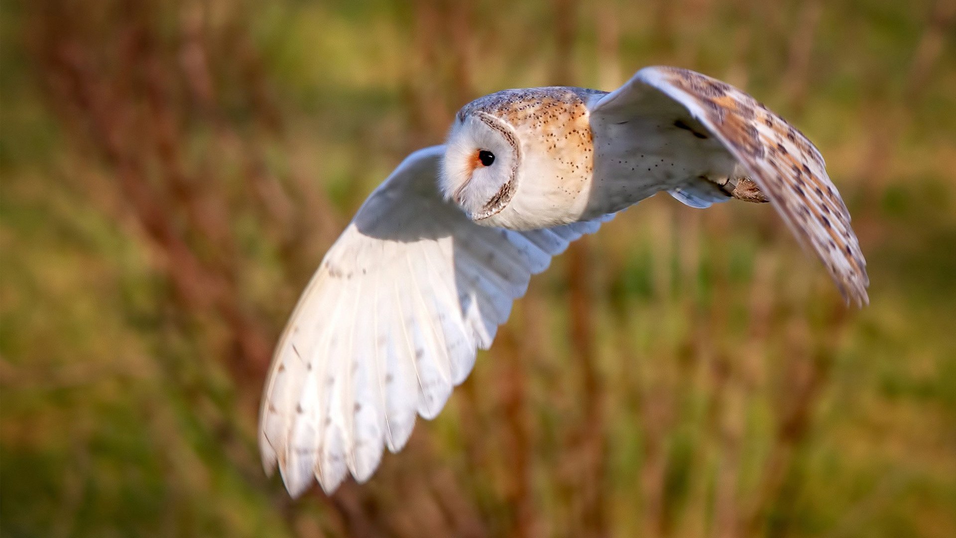 北京队对阵国王，欧文打出统治级数据，一场跨越想象的篮球盛宴